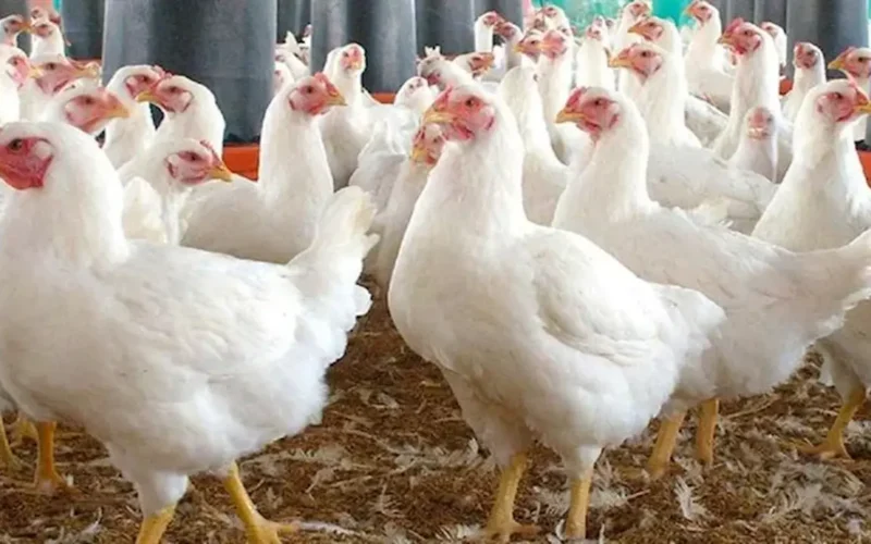 تراجع أسعار الدواجن بقيمة 25 جنيهاً في الأسواق بعد انتهاء شهر رمضان